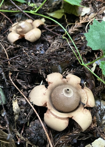 Geastrum