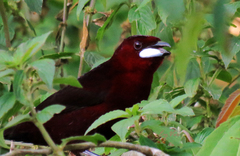 Ramphocelus carbo
