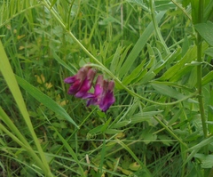 Vicia megalotropis