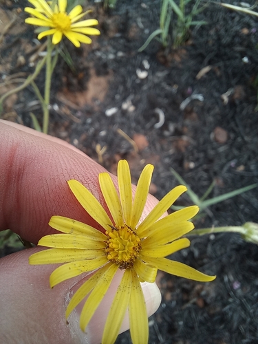 Image of Osteospermum muricatum by (c) Kenneth Oberlander, some rights reserved (CC BY)