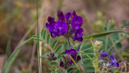 Phyllolobium tribulifolium