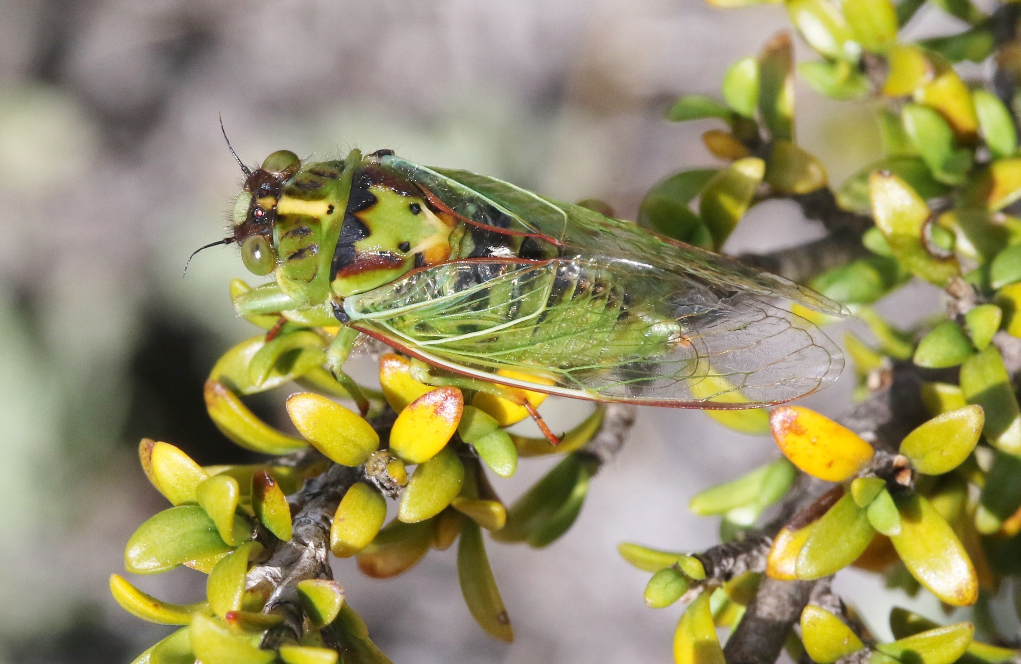 Clock cicada (Kikihia horologium) · iNaturalist