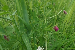 Vicia megalotropis