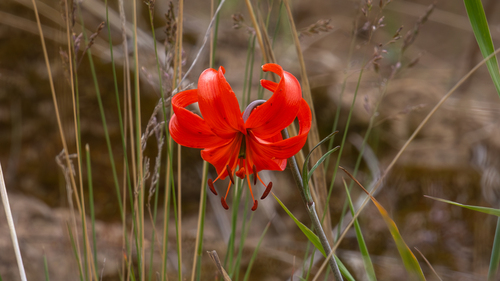 Coral Lily