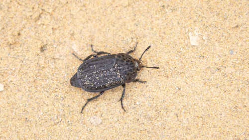 Thanatophilus rugosus