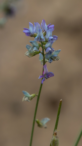 Oxytropis merkensis