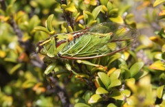 Kikihia horologium