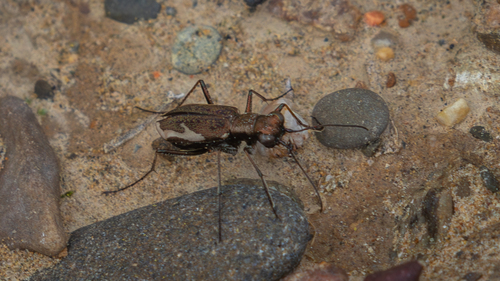 Cylindera murzinorum