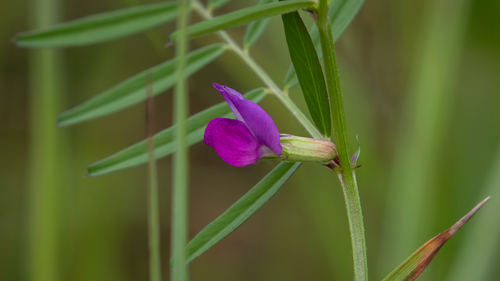 Common Vetch
