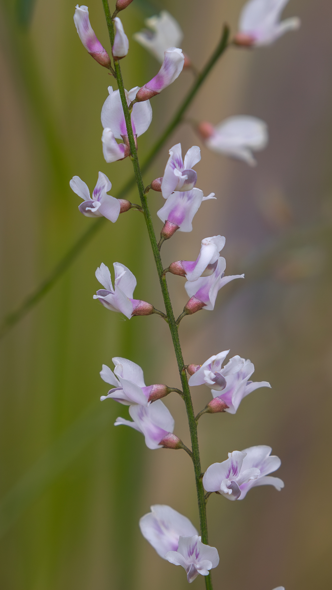 Astragalus melilotoides