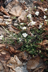 Draba ussuriensis