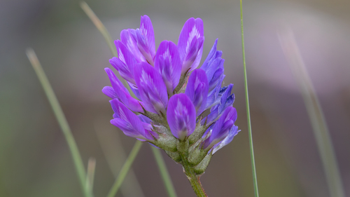 Laxmann's Milkvetch