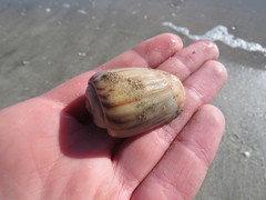 Olivancillaria urceus
