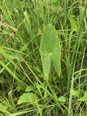 Sagittaria australis