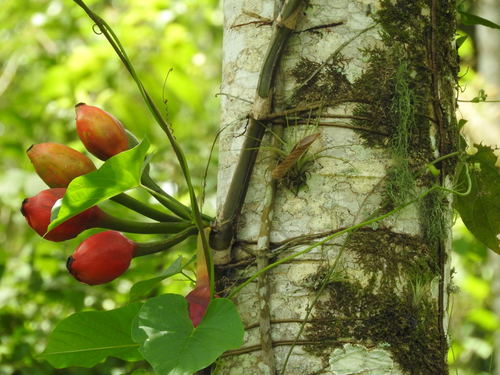 Syngonium angustatum