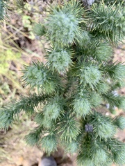 Aspalathus chenopoda