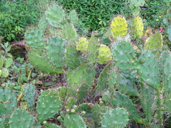 Opuntia elatior
