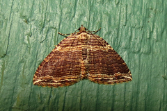 Anticlea multiferata