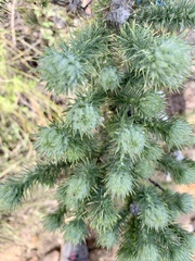 Aspalathus chenopoda