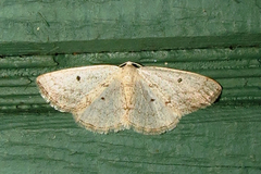 Lomographa glomeraria