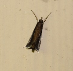 Carectocultus perstrialis