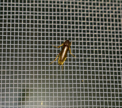 Melandryidae