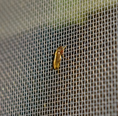 Melandryidae