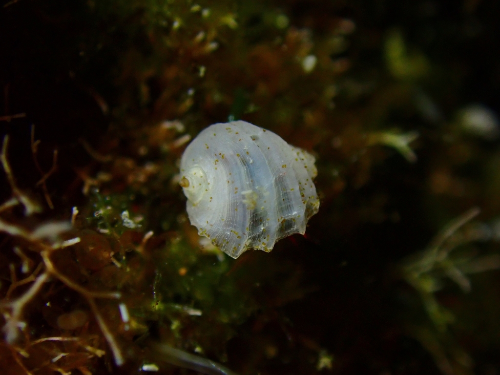 Fossarus ambiguus
