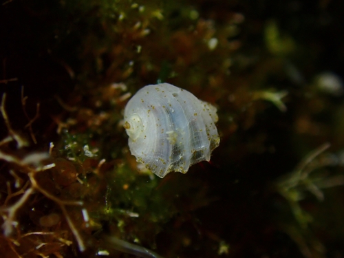 Fossarus ambiguus
