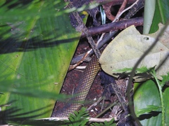 Solomons Coral Snake photo 2