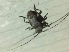 Sternidius mimeticus