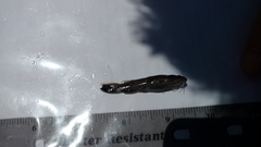 Pylodictis olivaris