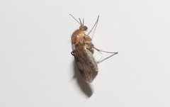 Anomalomyia guttata