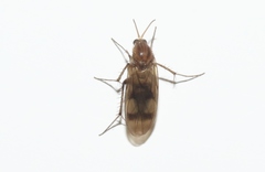 Anomalomyia guttata