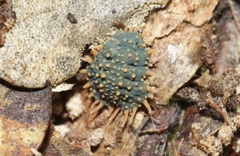 Holacanthella