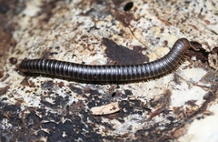 Eumastigonus
