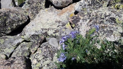 Polemonium viscosum