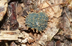 Holacanthella