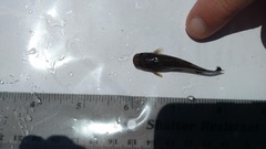 Pylodictis olivaris