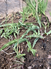 Eriospermum lanceifolium