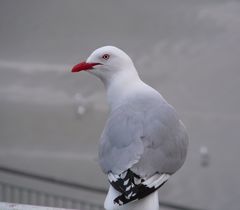 Chroicocephalus novaehollandiae scopulinus