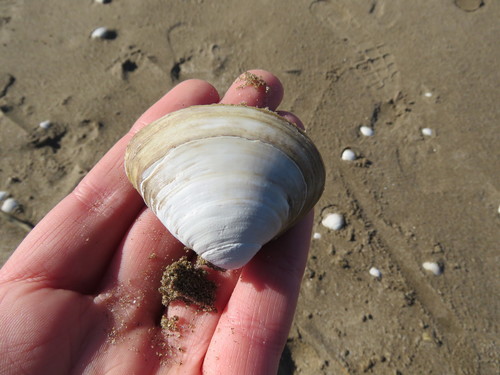 Spisula isabelleana