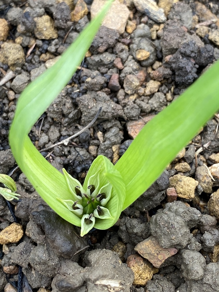 Colchicum natalense, Dawncliffe, Westville, KZN, ZA