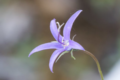 Campanula aurita