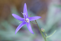 Campanula aurita