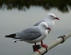 Chroicocephalus novaehollandiae scopulinus