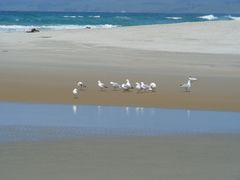 Chroicocephalus novaehollandiae scopulinus