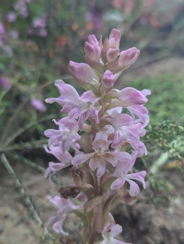 Image of Satyrium erectum by (c) biogeek, some rights reserved (CC BY)
