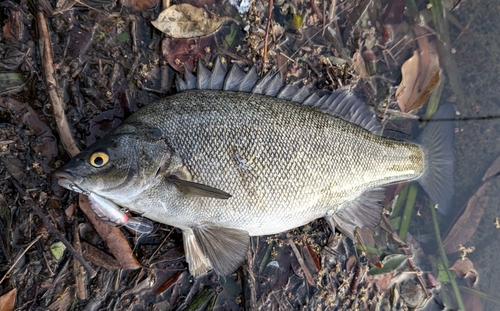 Bidyan (Bidyanus bidyanus) — Terapontidae — 2