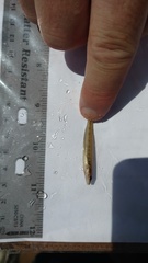 Percina phoxocephala